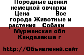 Породные щенки немецкой овчарки › Цена ­ 24 000 - Все города Животные и растения » Собаки   . Мурманская обл.,Кандалакша г.